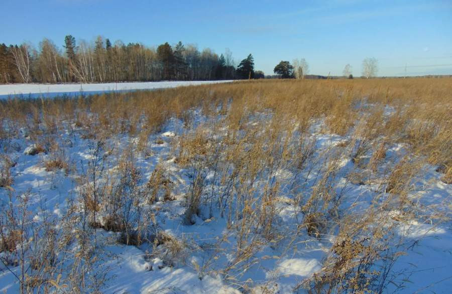 Красраб. Сибирский новостной портал