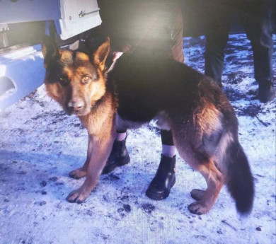 Жительница Черногорска ответить за нападение её собаки на малолетнюю девочку