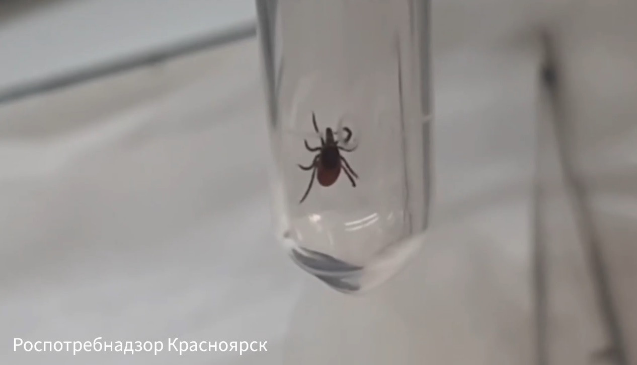 Красраб. Сибирский новостной портал