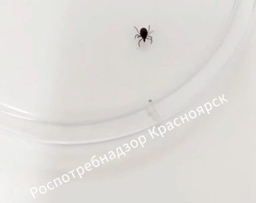 Красраб. Сибирский новостной портал