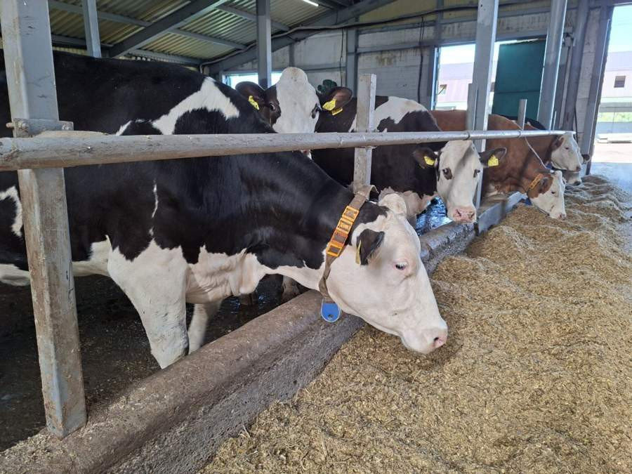 Красраб. Сибирский новостной портал