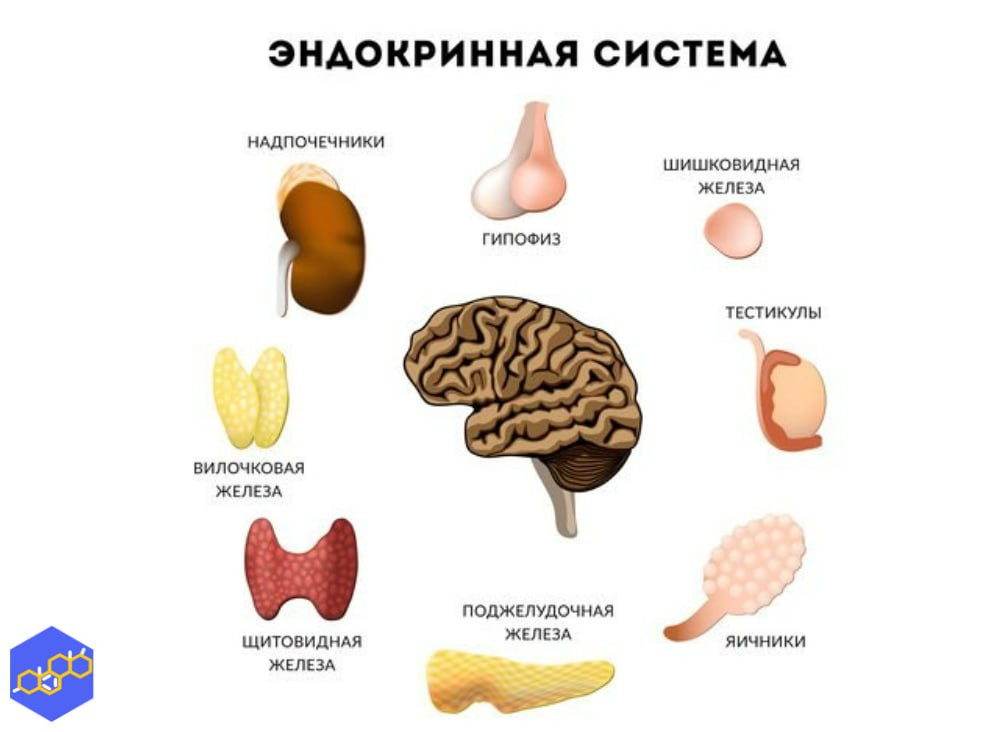 Красраб. Сибирский новостной портал