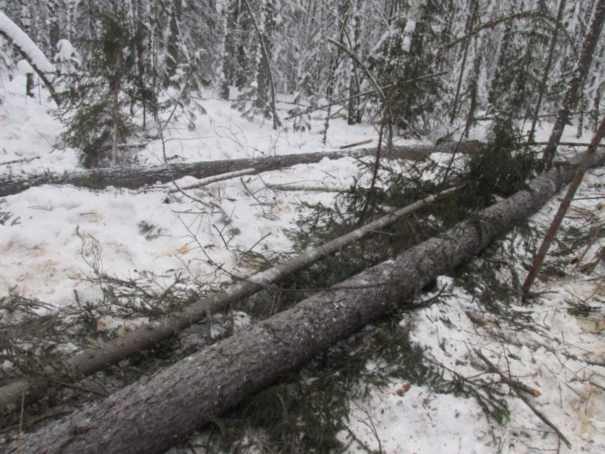 Красраб. Сибирский новостной портал