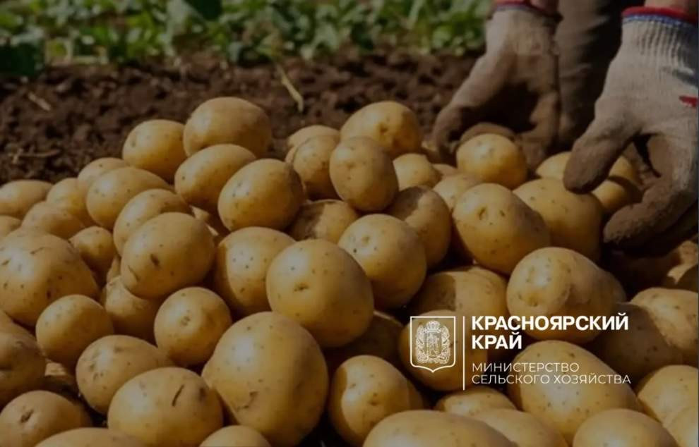 Красраб. Сибирский новостной портал