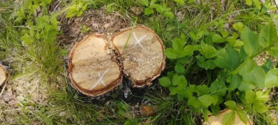 В Бирилюсском округе  перед судом предстанут пятеро организаторов незаконной рубки