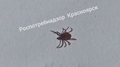 За неделю к медикам с жалобами на присасывания клещей обратились 1 703 жителя края