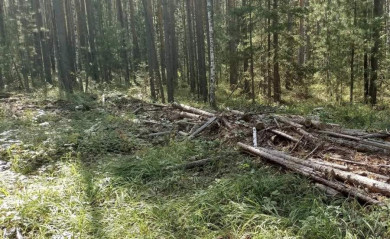 В Канске будут судить мастера лесозаготовок за незаконную рубку на 3,6 миллиона рублей