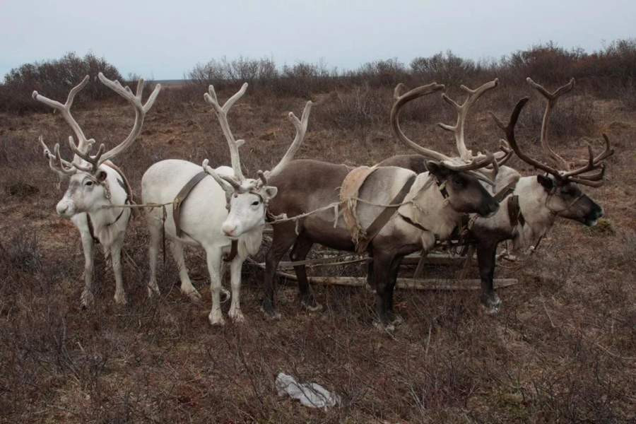Красраб. Сибирский новостной портал