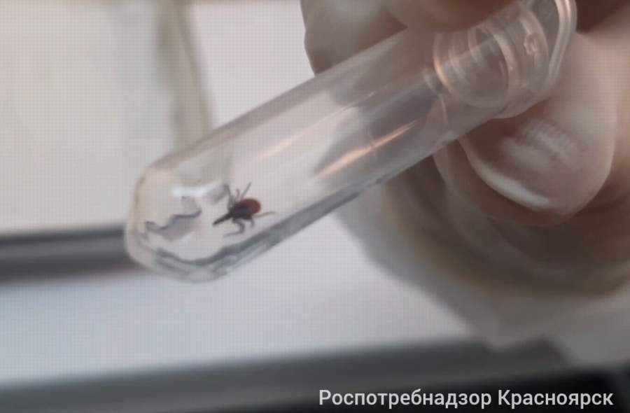 Красраб. Сибирский новостной портал