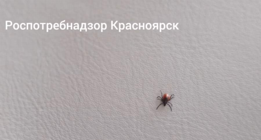 Красраб. Сибирский новостной портал