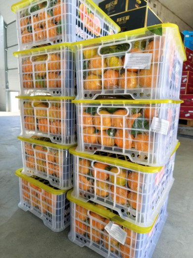 На Красноярской таможне отмечают рост поставок импортной растительной продукции