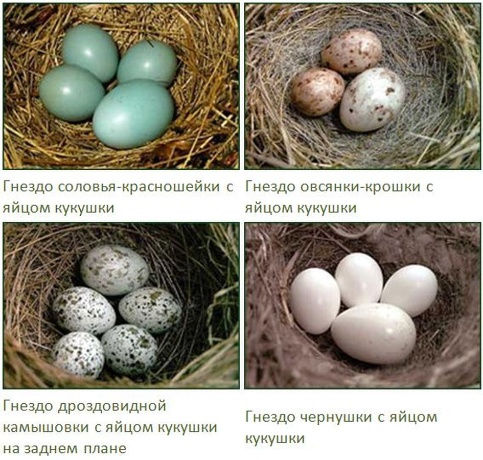 Откладывают большое количество яиц. Кукушка откладывает яйца в гнезда. Яйца птиц. Яйца птиц с названиями. Разновидности яиц.