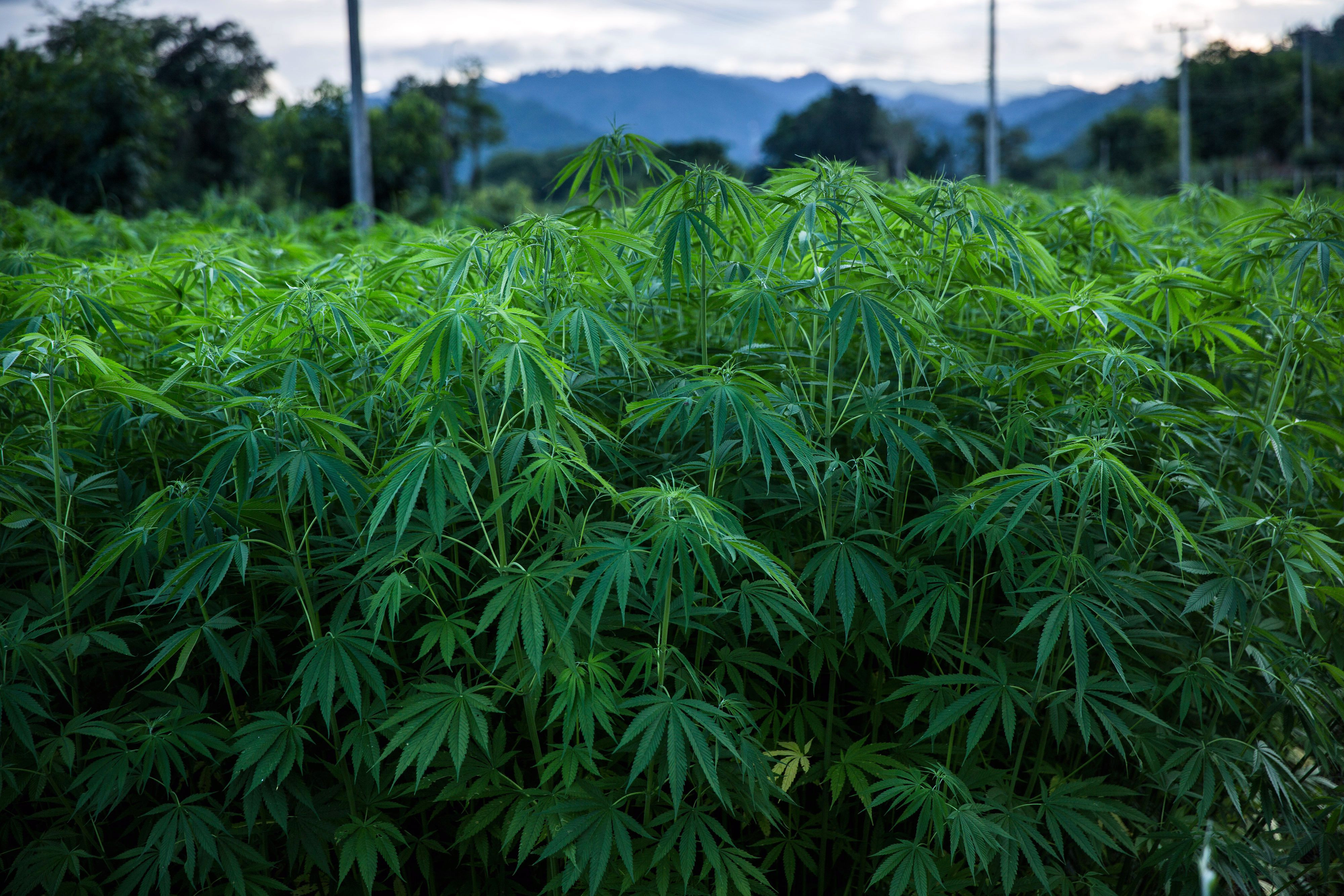 Растение конопля марихуана как избавиться от зависимости