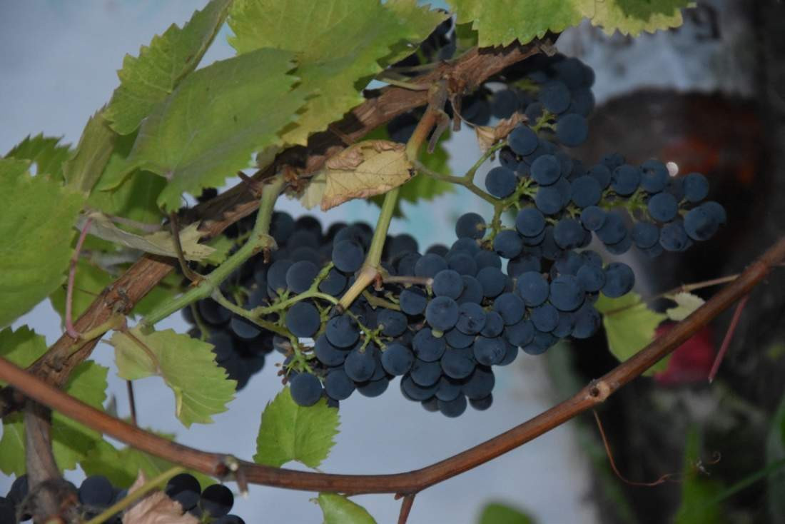 Вино из винограда мерло