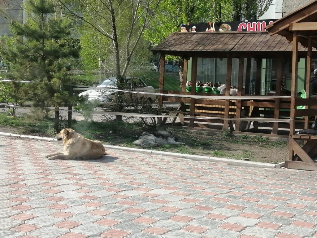 В Красноярске стали меньше жаловаться на бездомных собак | 16.06.2021 |  Красноярск - БезФормата