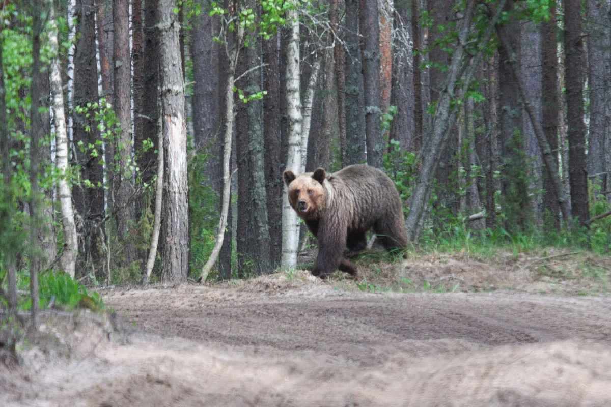 Медведи в подмосковье. Медведи в Нижегородской области. Тамбовский лес медведь. Медведи в Северо Енисейске.