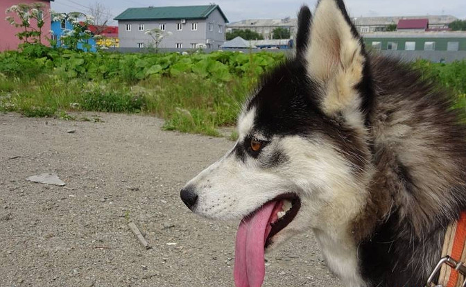 Санта по-прежнему надеется на встречу с хозяином