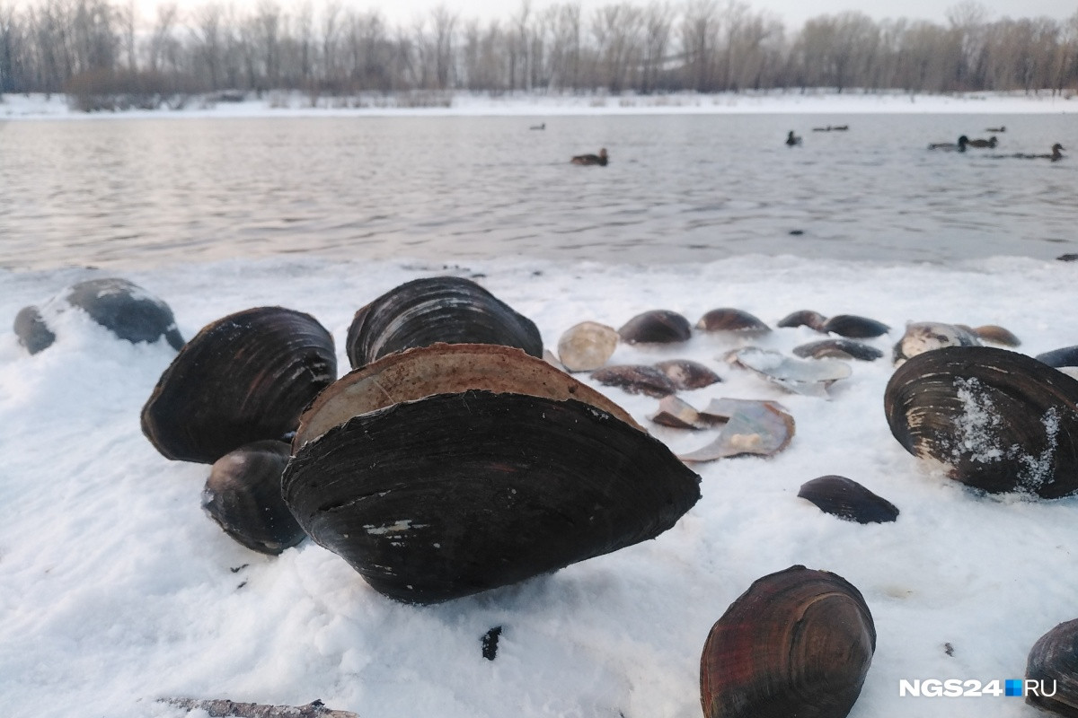 Красраб. Сибирский новостной портал